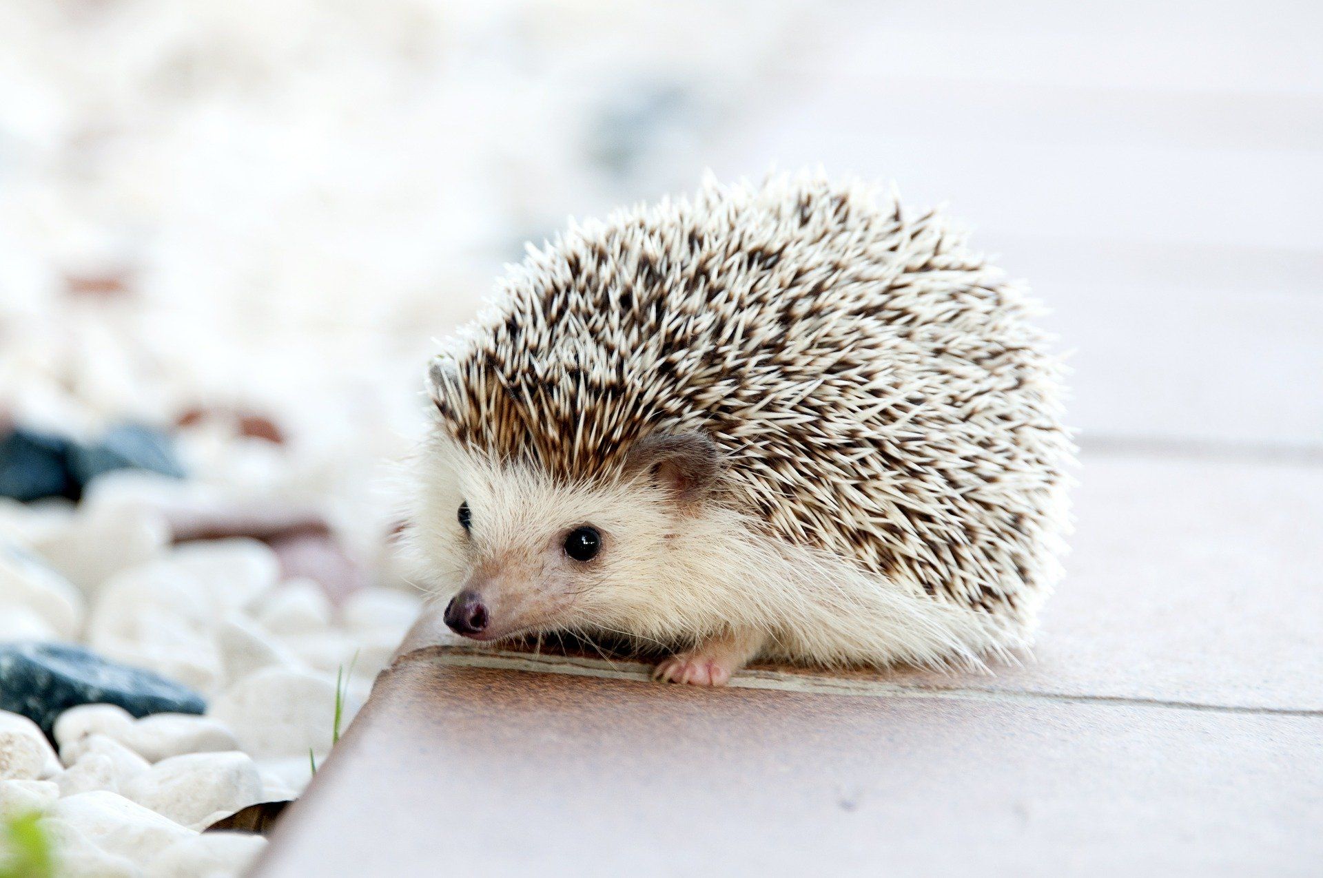 Hedgehog Markets Solana